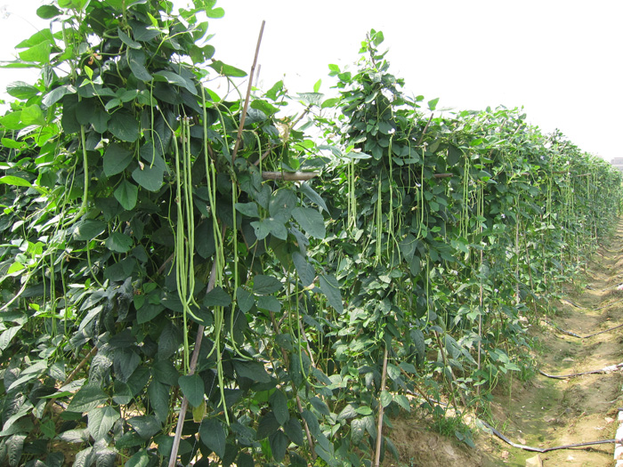 舜泰豆角种植基地
